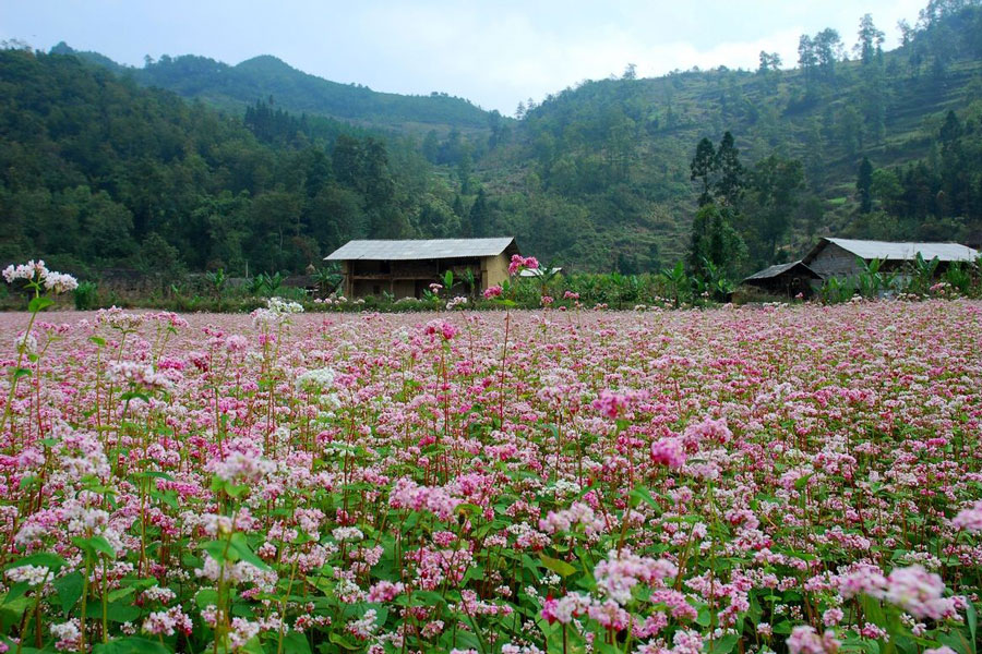 Mejor época para visitar Ha Giang, itinerario y atracciones en Ha Giang